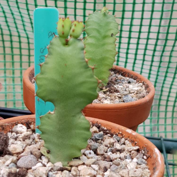 Plant image Euphorbia grandicornis