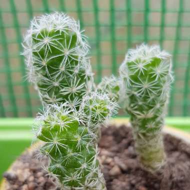Mammillaria Vetula var. Gracilis