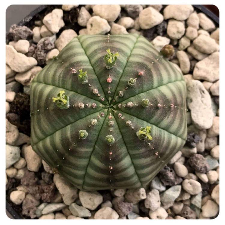 Plant image Euphorbia Obesa