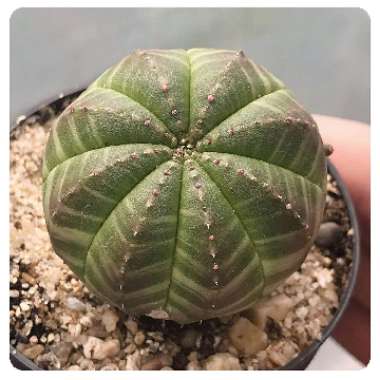 Euphorbia Obesa