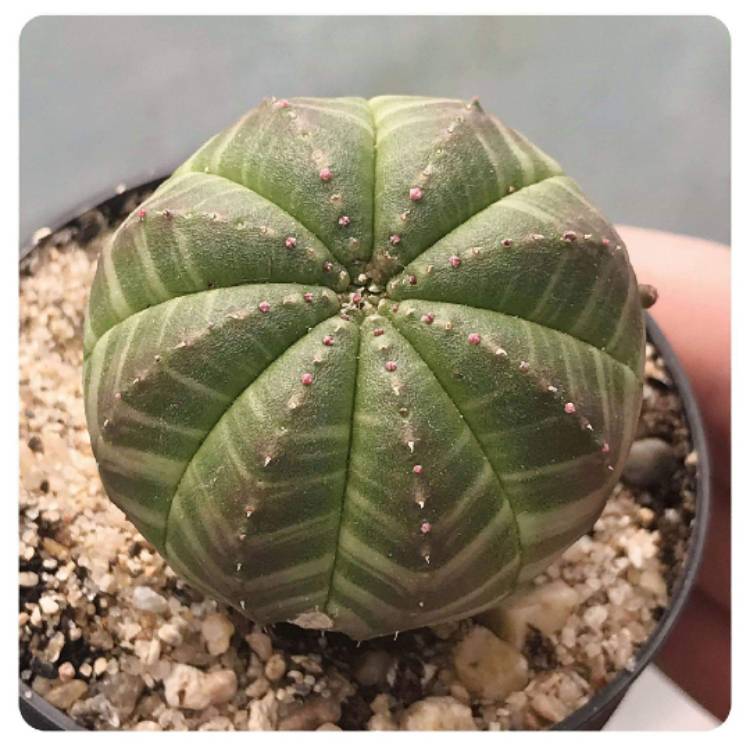 Plant image Euphorbia Obesa