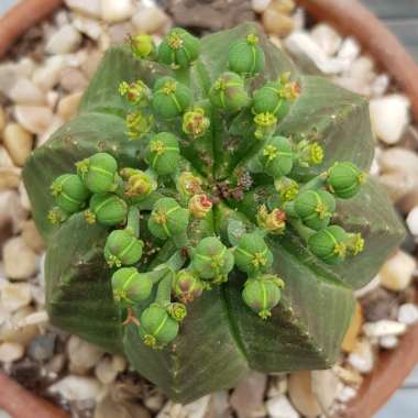 Euphorbia Meloformis