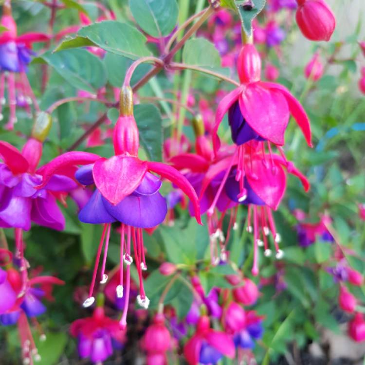 Plant image Fuchsia 'Angela'