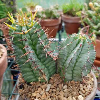Euphorbia horrida