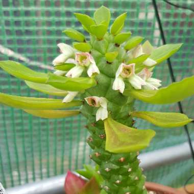 Euphorbia Succulenta