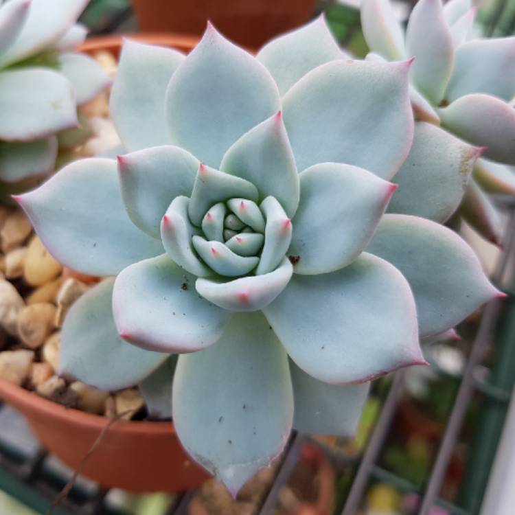 Plant image Echeveria Blue Bird