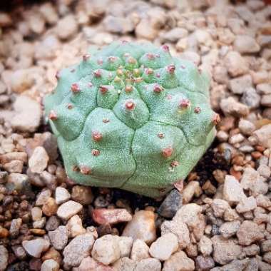 Euphorbia Obesa Hybrid