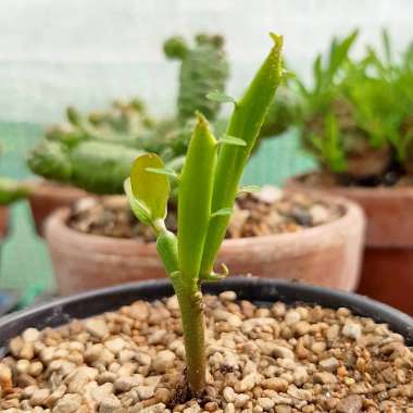 Euphorbia xylophylloides syn. Euphorbia enterophora