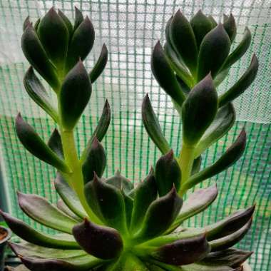 Echeveria Black Prince