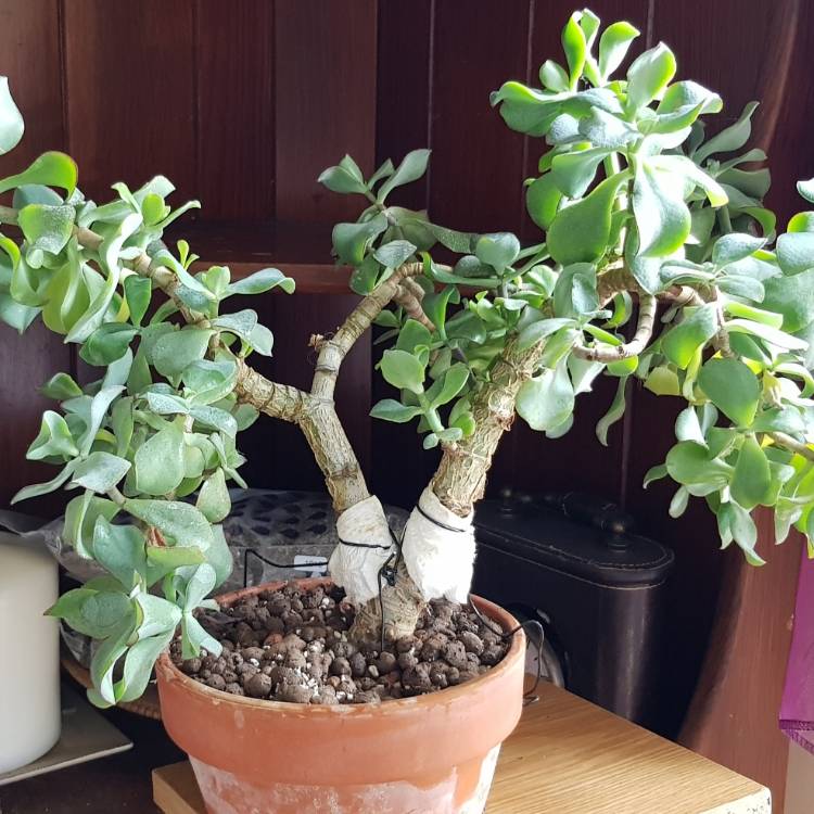 plant image 1168091