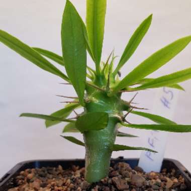 Pachypodium lamerei var. ramosum