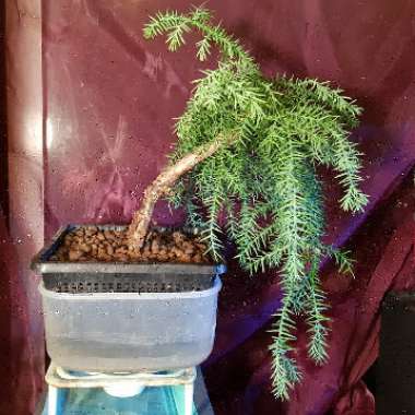Araucaria cunninghamii