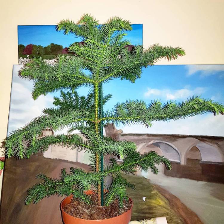 Plant image Araucaria heterophylla