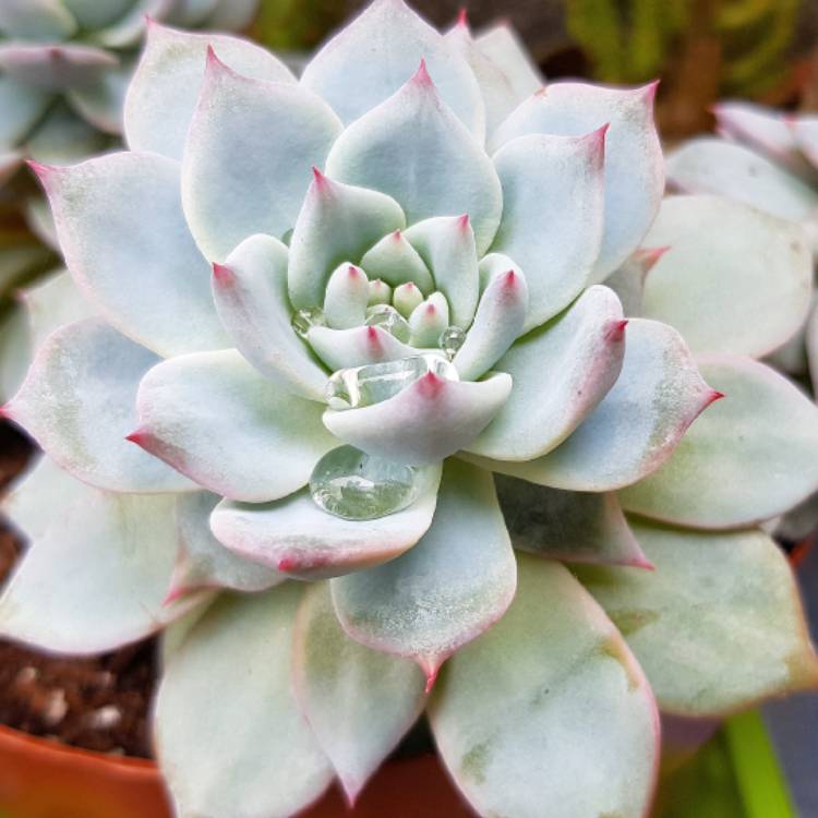 plant image 1355447