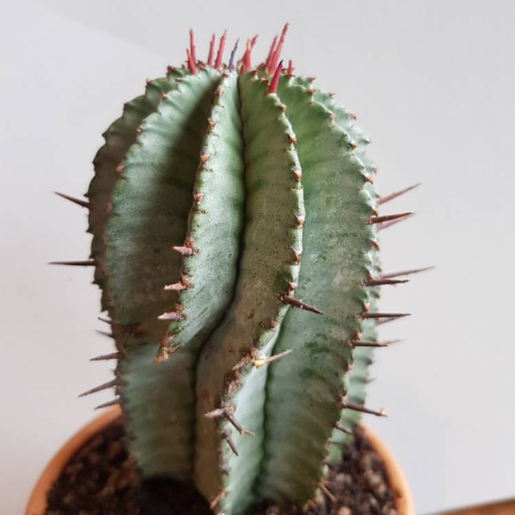 plant image 654952