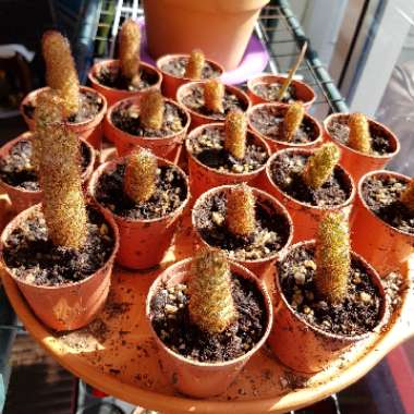 Mammillaria elongata 'Copper King'