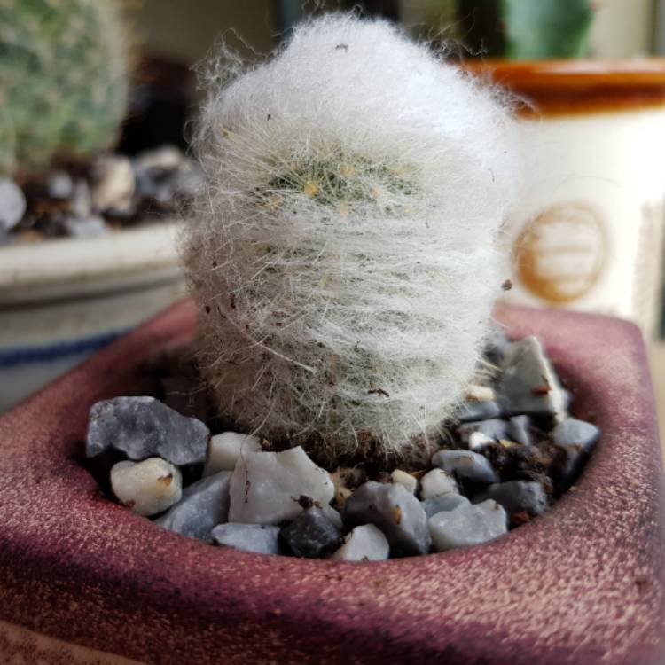 Plant image Mammillaria oreocereus