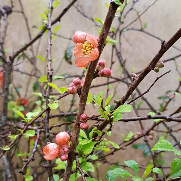 Plant image Chaenomeles speciosa 'Geisha Girl' syn. Chaenomeles japonica 'Geisha Girl'