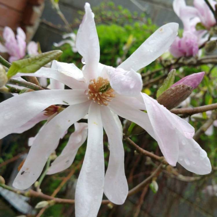 Plant image Magnolia stellata 'Rosea'