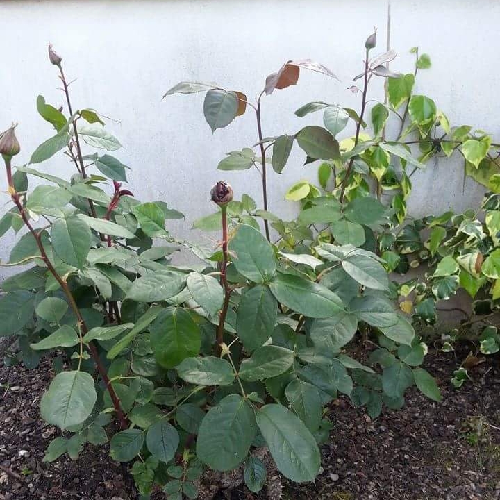 plant image 655278 plant image 655278