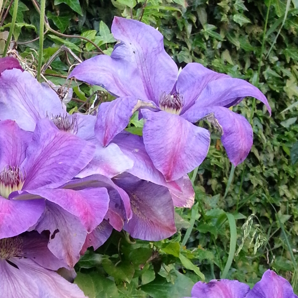 Plant image Clematis 'Horn Of Plenty'