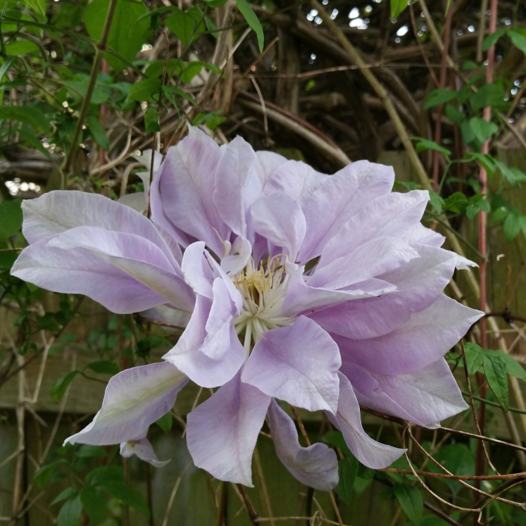 plant image 655339