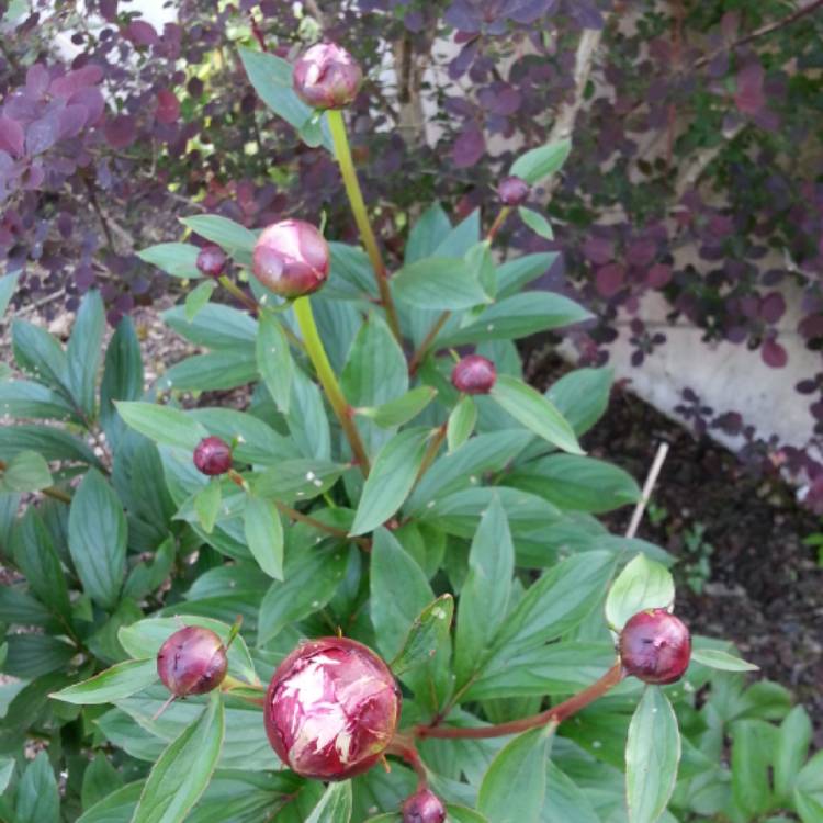 plant image 655705
