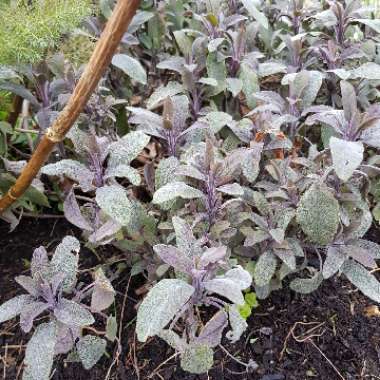 Salvia officinalis 'Purpurascens'
