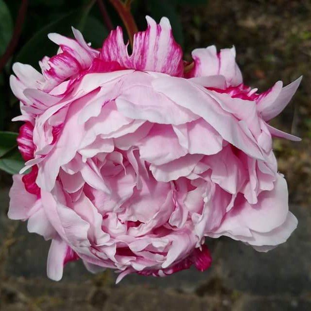 plant image 657061
