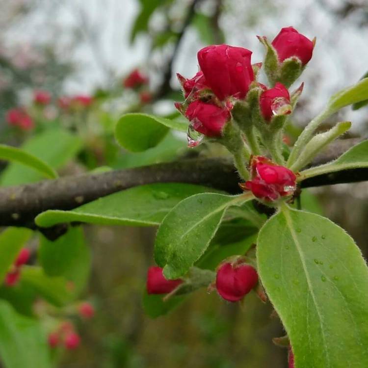 Plant image Malus domestica 'Katja' syn. Malus domestica 'Katy'