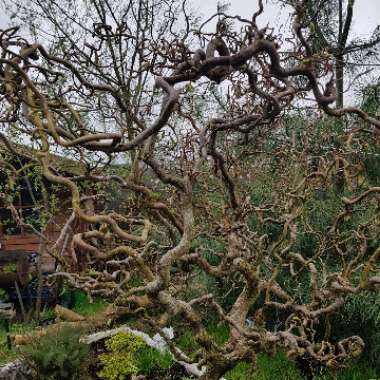 Corylus avellana 'Contorta'