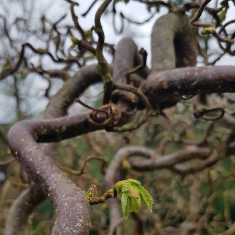plant image 658382