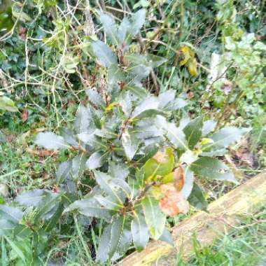 Laurus Nobilis
