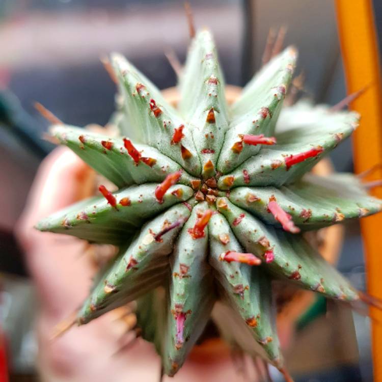 Plant image Euphorbia horrida