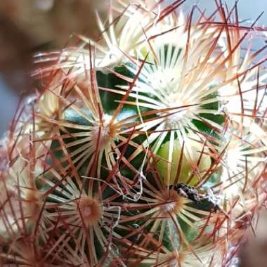Mammillaria elongata 'Copper King'
