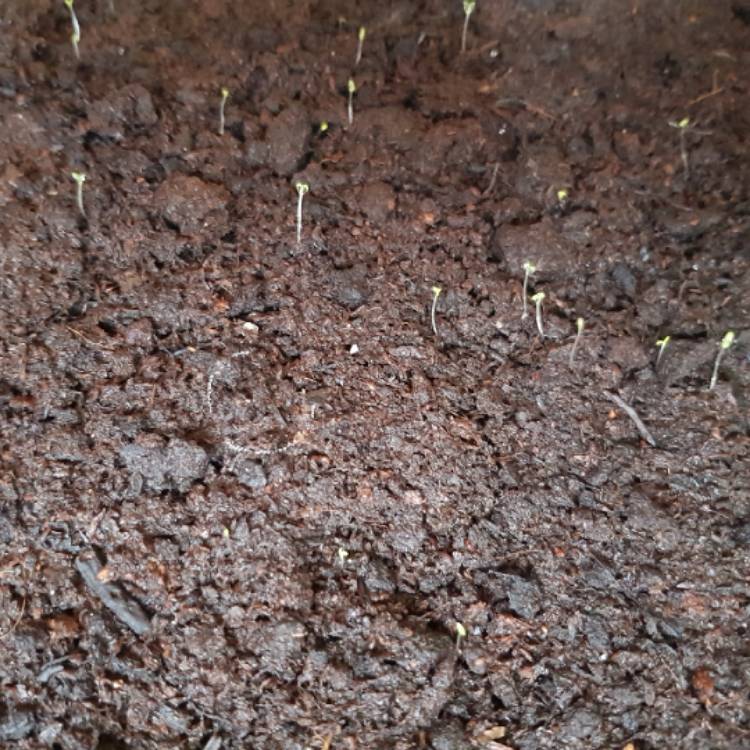 plant image 661351