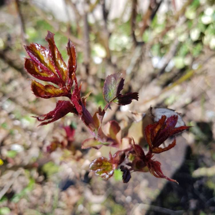 plant image 667673