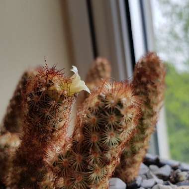 Mammillaria elongata 'Copper King'