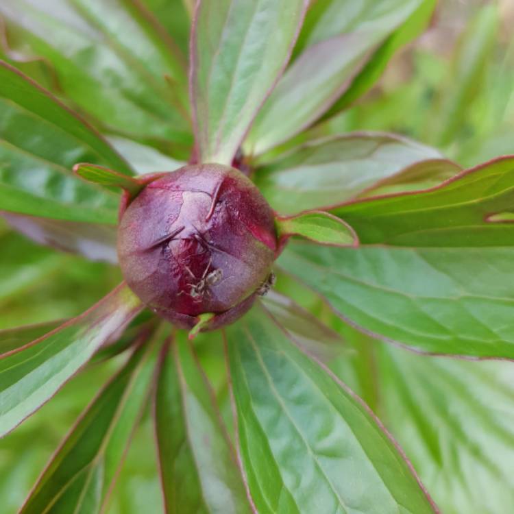 plant image 702445