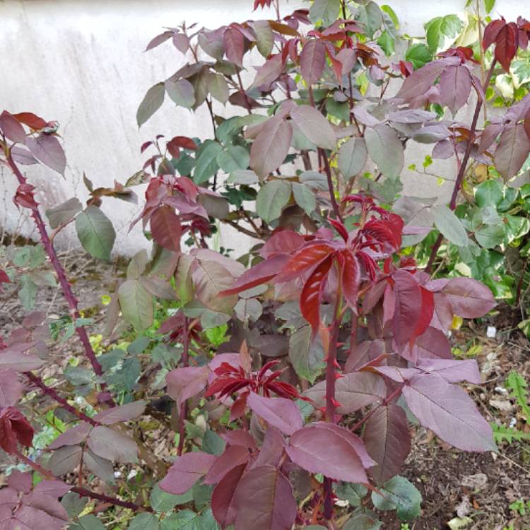 plant image 702448 plant image 702448