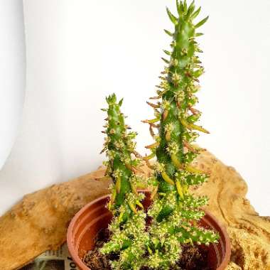 Austrocylindropuntia subulata F. Monstrosa