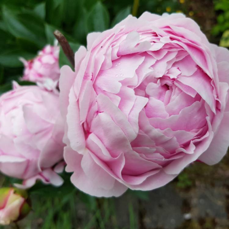 Plant image Paeonia lactiflora 'Hermione'