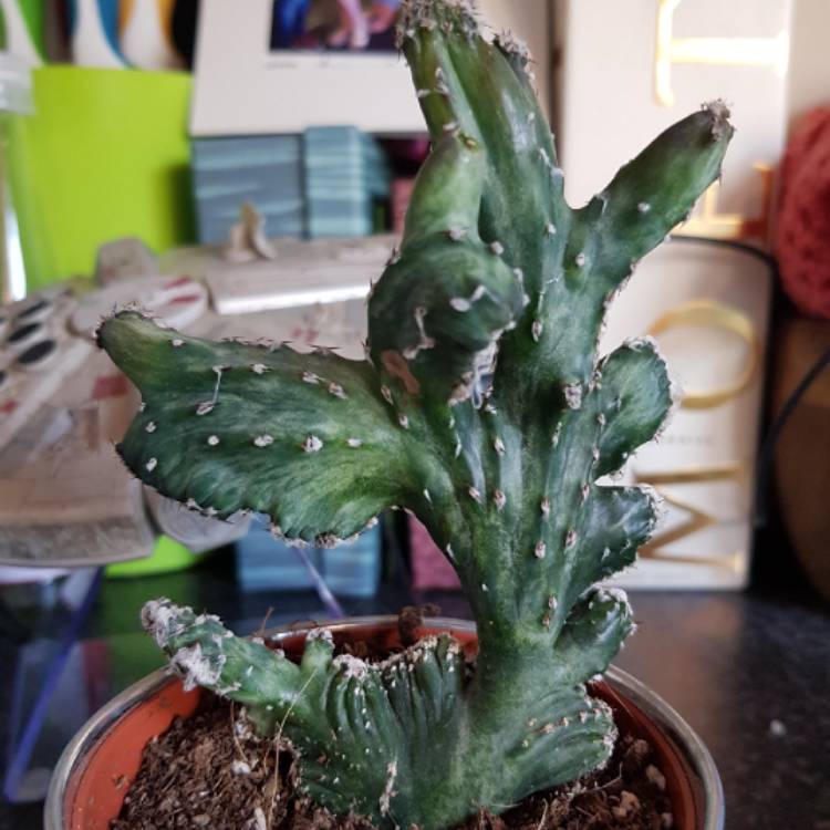 Plant image Monvillea Spegazzinii Cristata