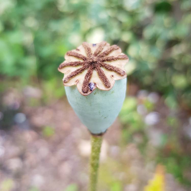plant image 774796 plant image 774796