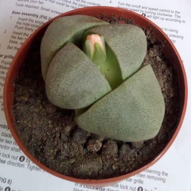 plant image 783519 plant image 783519
