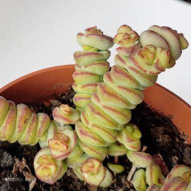 Crassula marnieriana