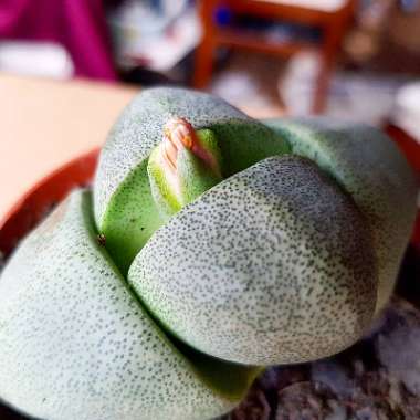 Pleiospilos nelii