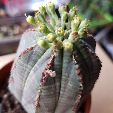 Euphorbia Obesa