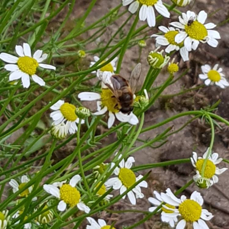 plant image 816666