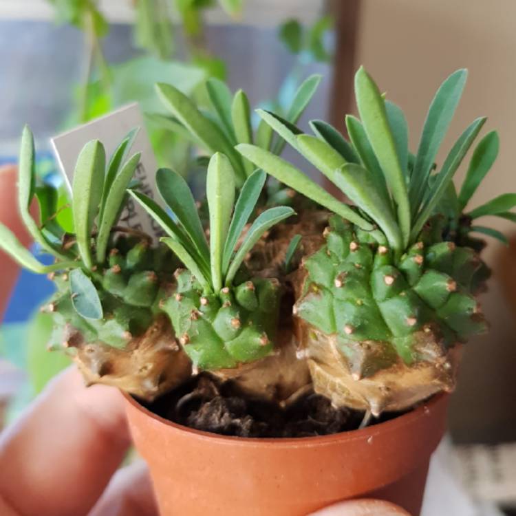 Plant image Euphorbia x japonica syn. Euphorbia cv. Cocklebur